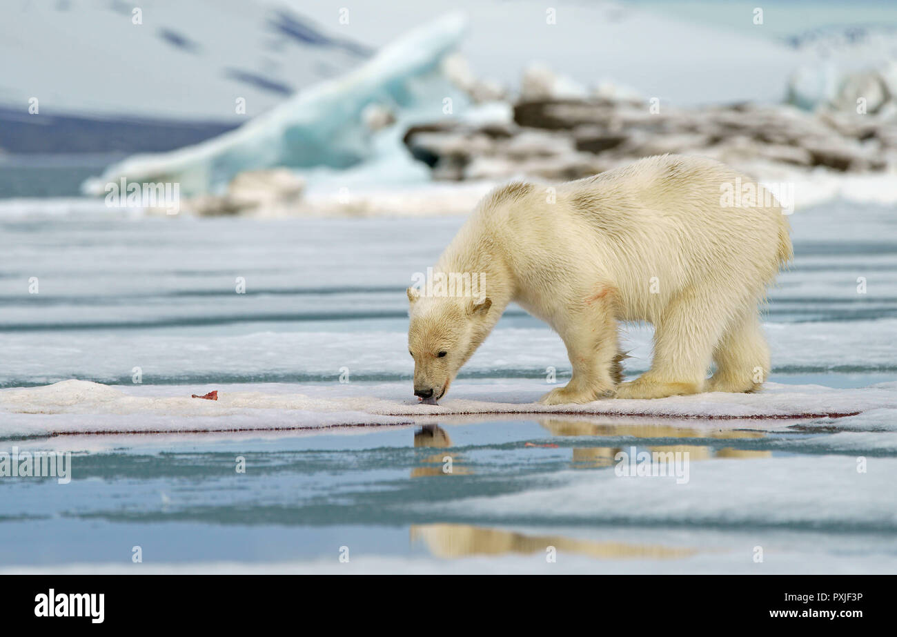 Polar bear (Ursus maritimus), young animal licking remains of a captured seal on ice floe, Svalbard, Norwegian Arctic, Norway Stock Photo
