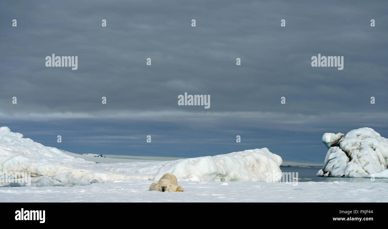 Polar bear (Ursus maritimus) lies in the snow, Svalbard, Norwegian Arctic, Norway Stock Photo