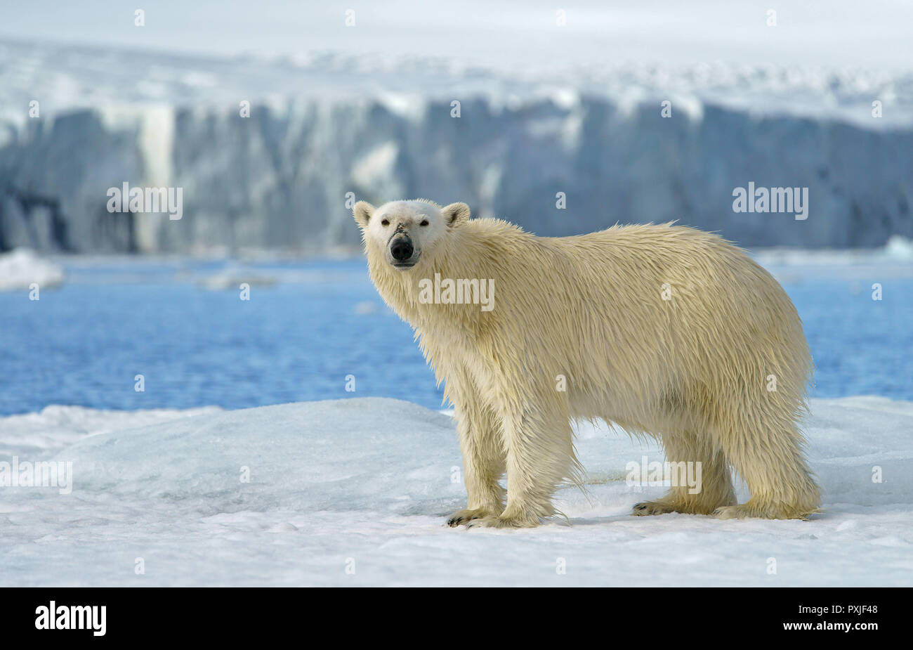 Polar bear (Ursus maritimus) runs on the ice, Svalbard, Norwegian Arctic, Norway Stock Photo