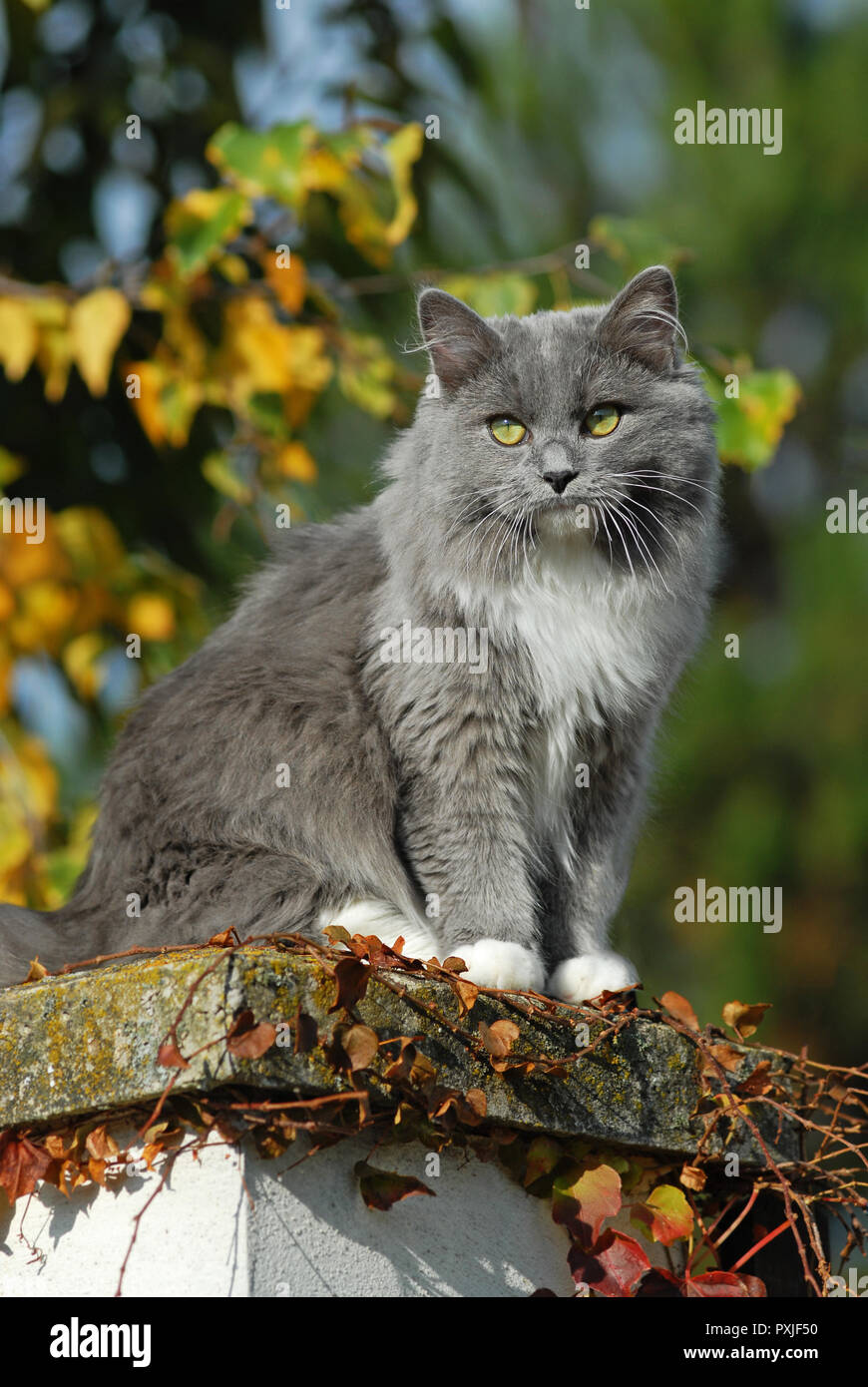 solid blue mitted ragdoll