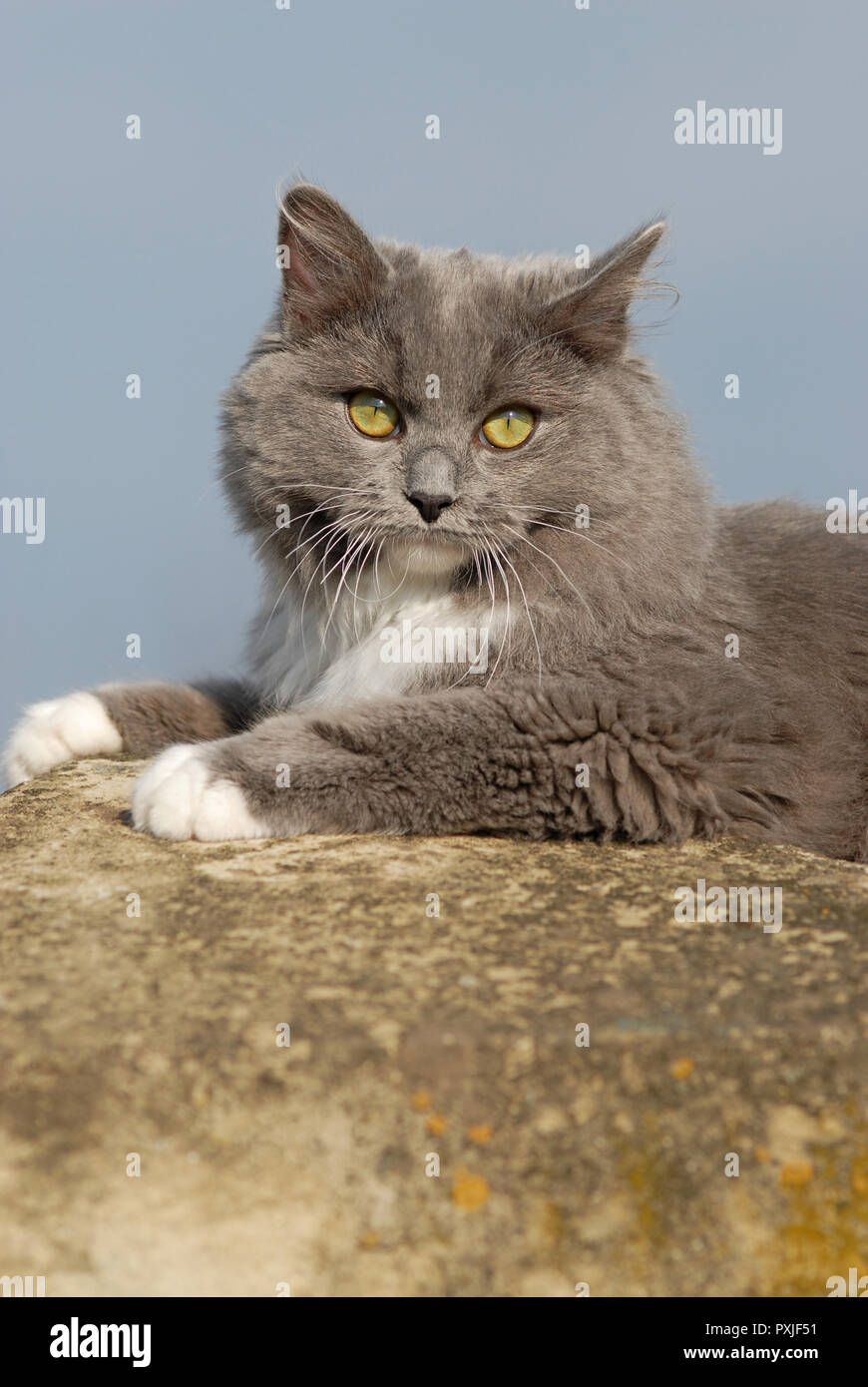 Ragdoll Blue Mitted Solid Cat Lies On Stone Wall Austria Stock