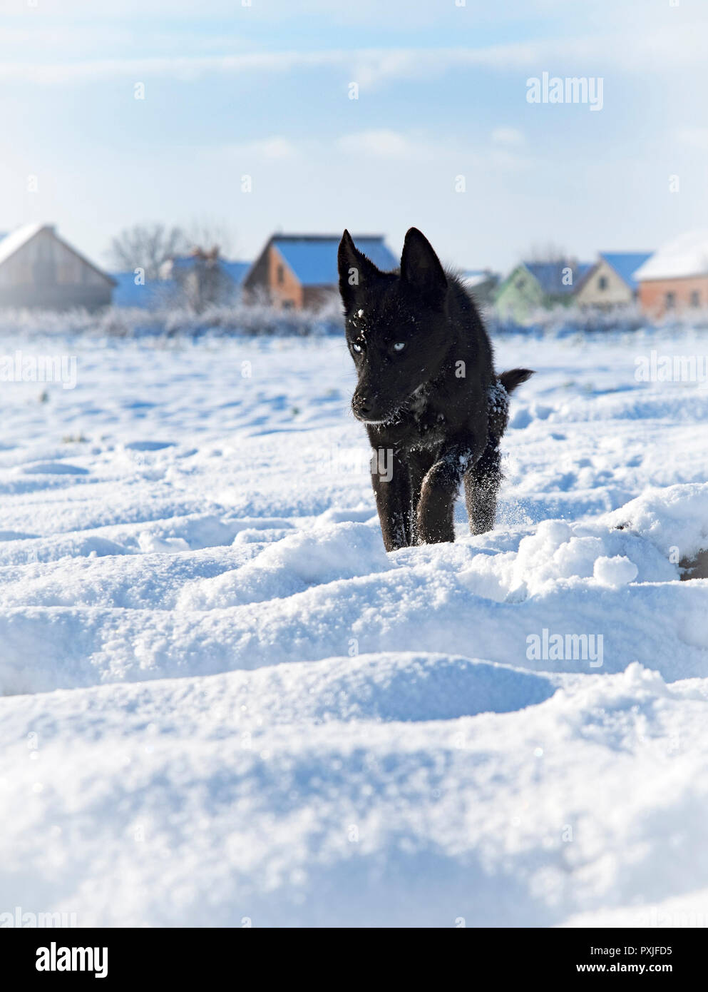 black dog in winter field Stock Photo - Alamy