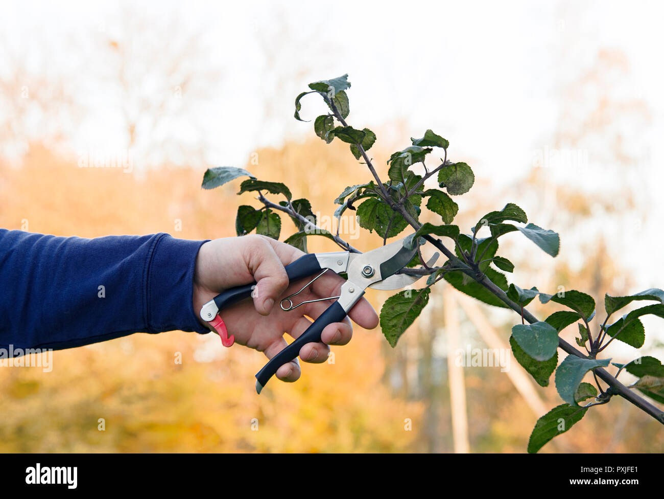 pruning of trees with secateurs in the garden Stock Photo Alamy