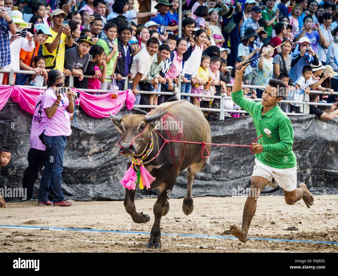 October 23, 2018 - Chonburi, Chonburi, Thailand - A jockey whips his water buffalo after dismounting in the buffalo races in Chonburi. Contestants race water buffalo about 100 meters down a muddy straight away. The buffalo races in Chonburi first took place in 1912 for Thai King Rama VI. Now the races have evolved into a festival that marks the end of Buddhist Lent and is held on the first full moon of the 11th lunar month (either October or November). Thousands of people come to Chonburi, about 90 minutes from Bangkok, for the races and carnival midway. (Credit Image: © Jack Kurtz/ZUMA Wire) Stock Photo