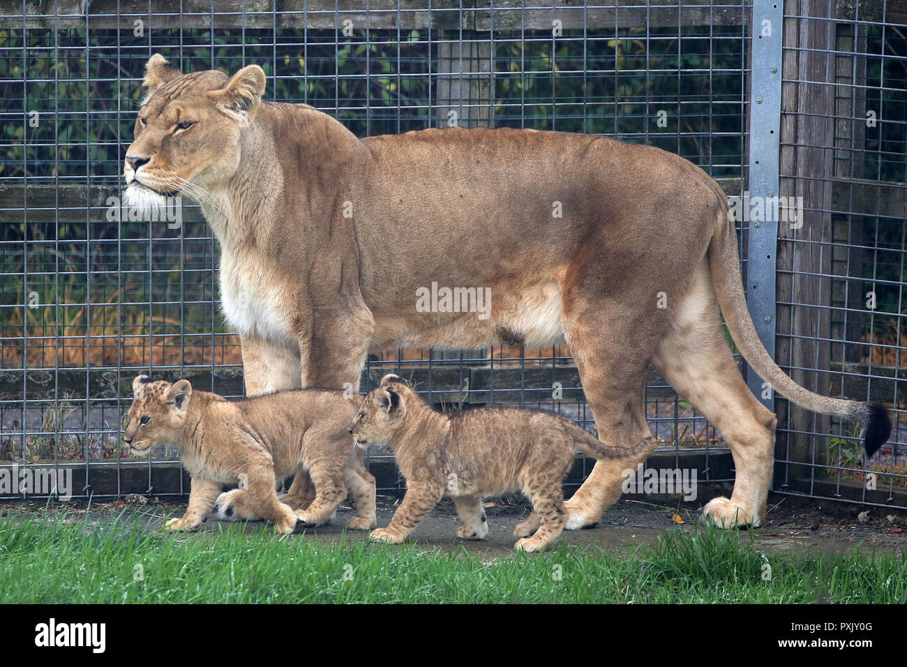 The first African lion cubs born in the UK since 2015 have taken a bow. The adorable new cubs which are yet to be named were born at Noah's Ark Zoo Farm on the outskirts of Bristol on August 20. Their mother lioness Arusha has never successfully reared a litter of cubs until now and the keepers are giving her space to raise the cubs without intervention allowing the precious 'mother and cub bonds' to develop. With African lions given a 'vulnerable' status by the International Union for Conservation of Nature the zoo is celebrating these precious arrivals. Stock Photo