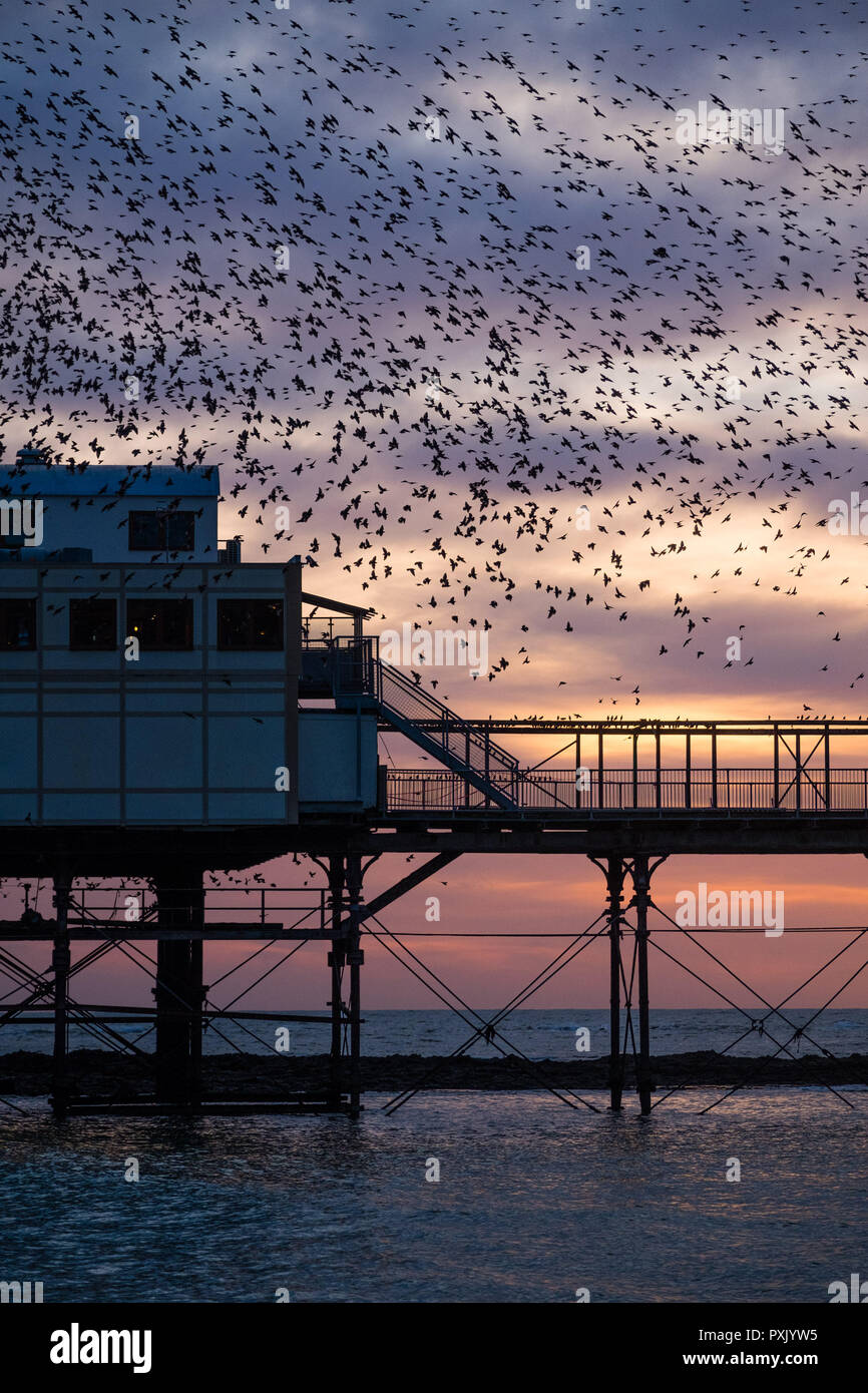 UK Weather: Tens of thousands of tiny starlings perform elegant aerial balletic ‘murmurations’ in the sky above Aberystwyth, before swooping down to roost for the night on the forest  of cast iron legs underneath the town’s Victorian seaside pier. Aberystwyth is one of the few urban roosts in the country and draws people from all over the UK to witness the nightly displays  photo credit Keith Morris/ Alamy Live News Stock Photo
