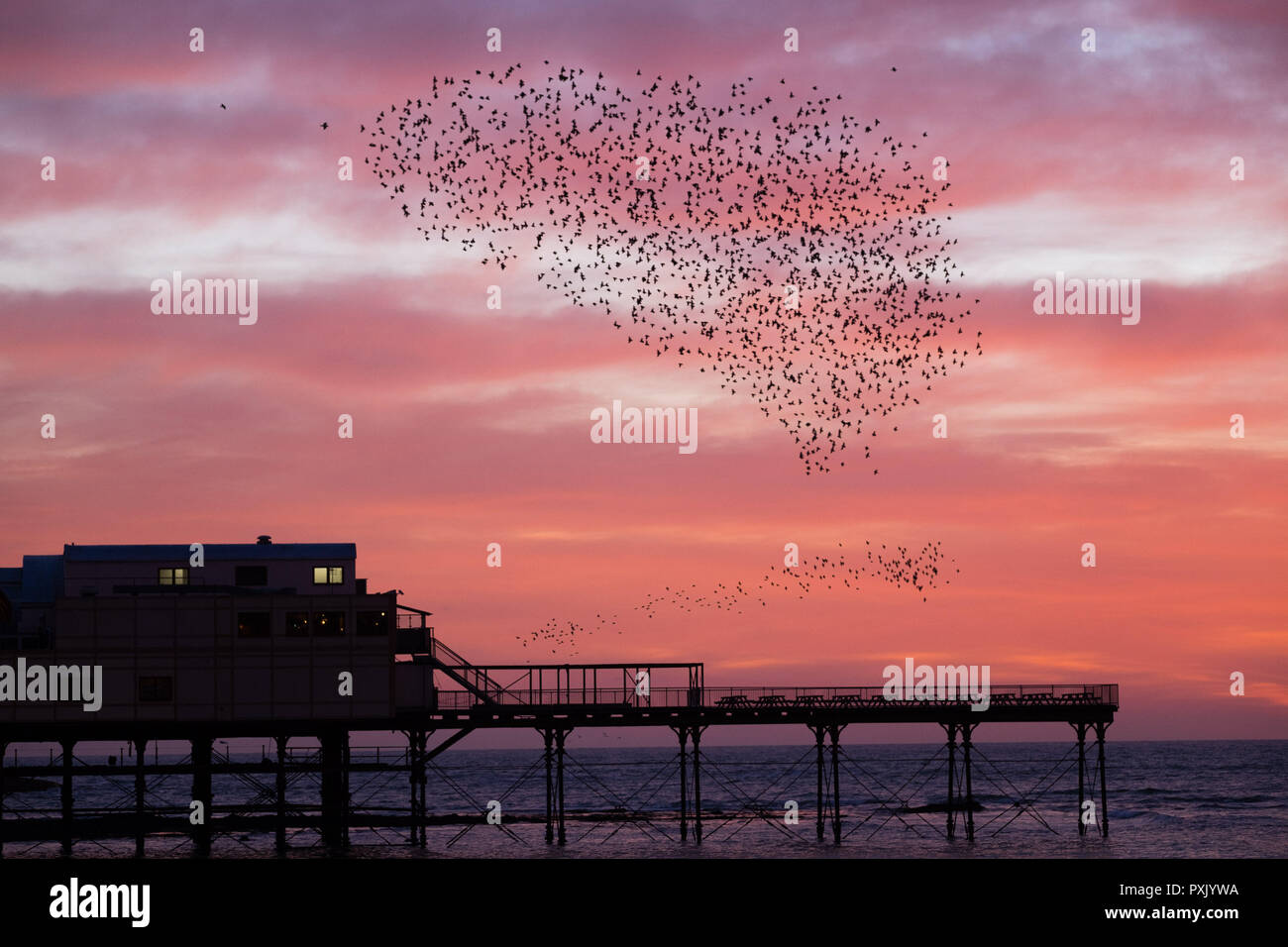 UK Weather: Tens of thousands of tiny starlings perform elegant aerial balletic ‘murmurations’ in the sky above Aberystwyth, before swooping down to roost for the night on the forest  of cast iron legs underneath the town’s Victorian seaside pier. Aberystwyth is one of the few urban roosts in the country and draws people from all over the UK to witness the nightly displays  photo credit Keith Morris/ Alamy Live News Stock Photo