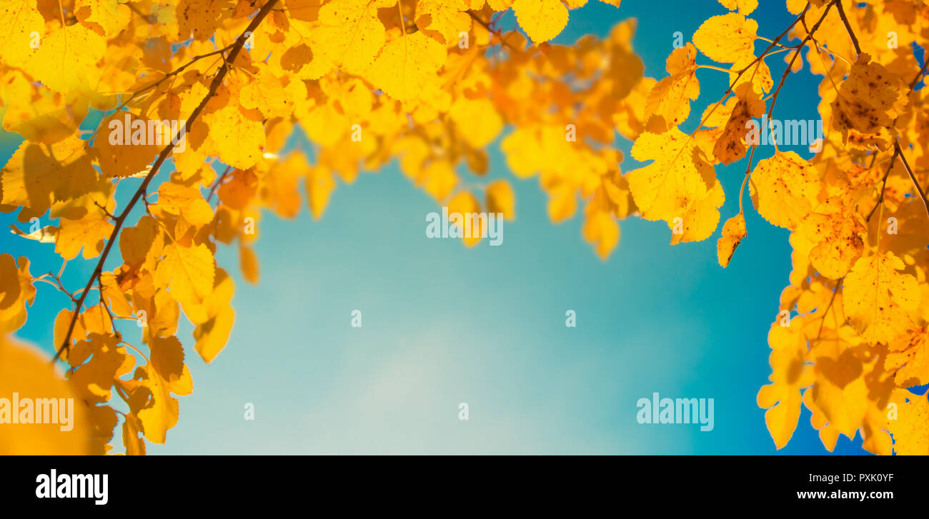 Autumn leaf nature background. Yellow leaves over blue sky Stock Photo ...