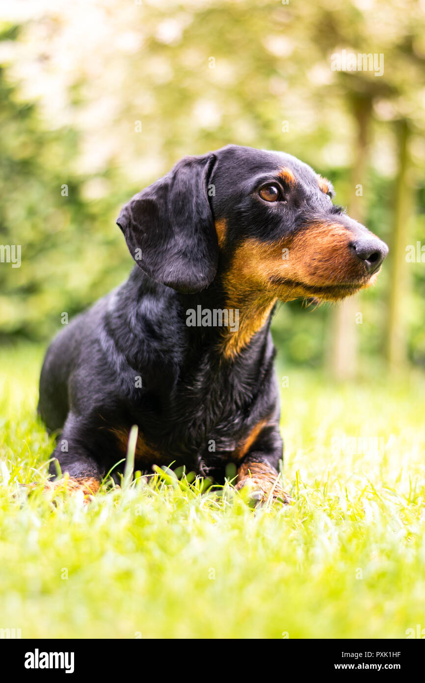 Portrait of a purebred dachshund in nature with blurred background on a sunny day. Stock Photo