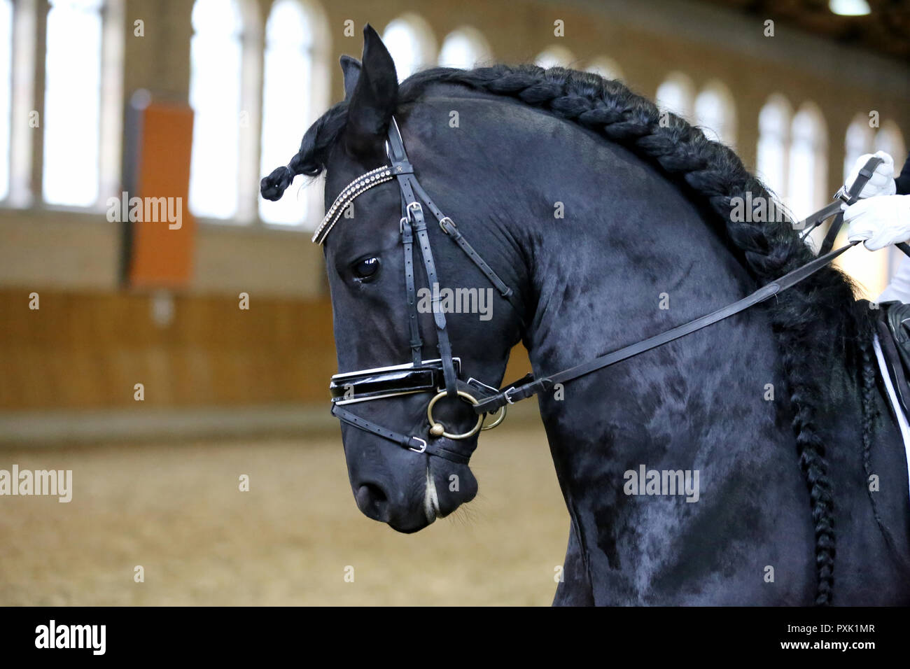 Friesian Horse Riding High Resolution Stock Photography and Images - Alamy