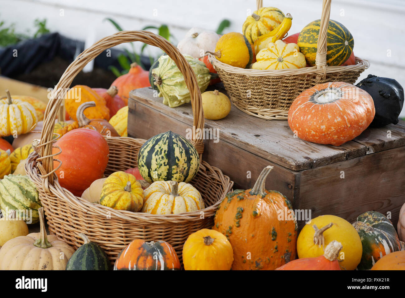 a rustic display of seasonal pumpkins and gourds Stock Photo - Alamy