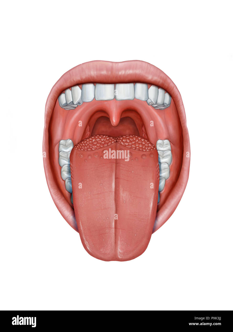 Open mouth with tongue sticking out, showing its different anatomy parts. Digital illustration. Stock Photo