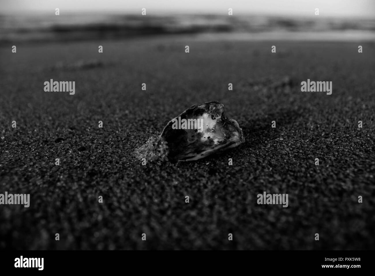 Black and White seashell sticking out of sand. Stock Photo