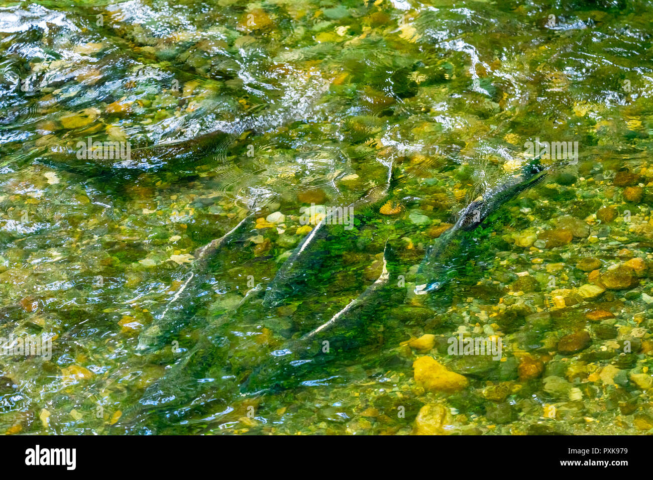 Salmon Swimiming Up Issaquah Creek to Salmon Hatchery Issaquah Washington Stock Photo