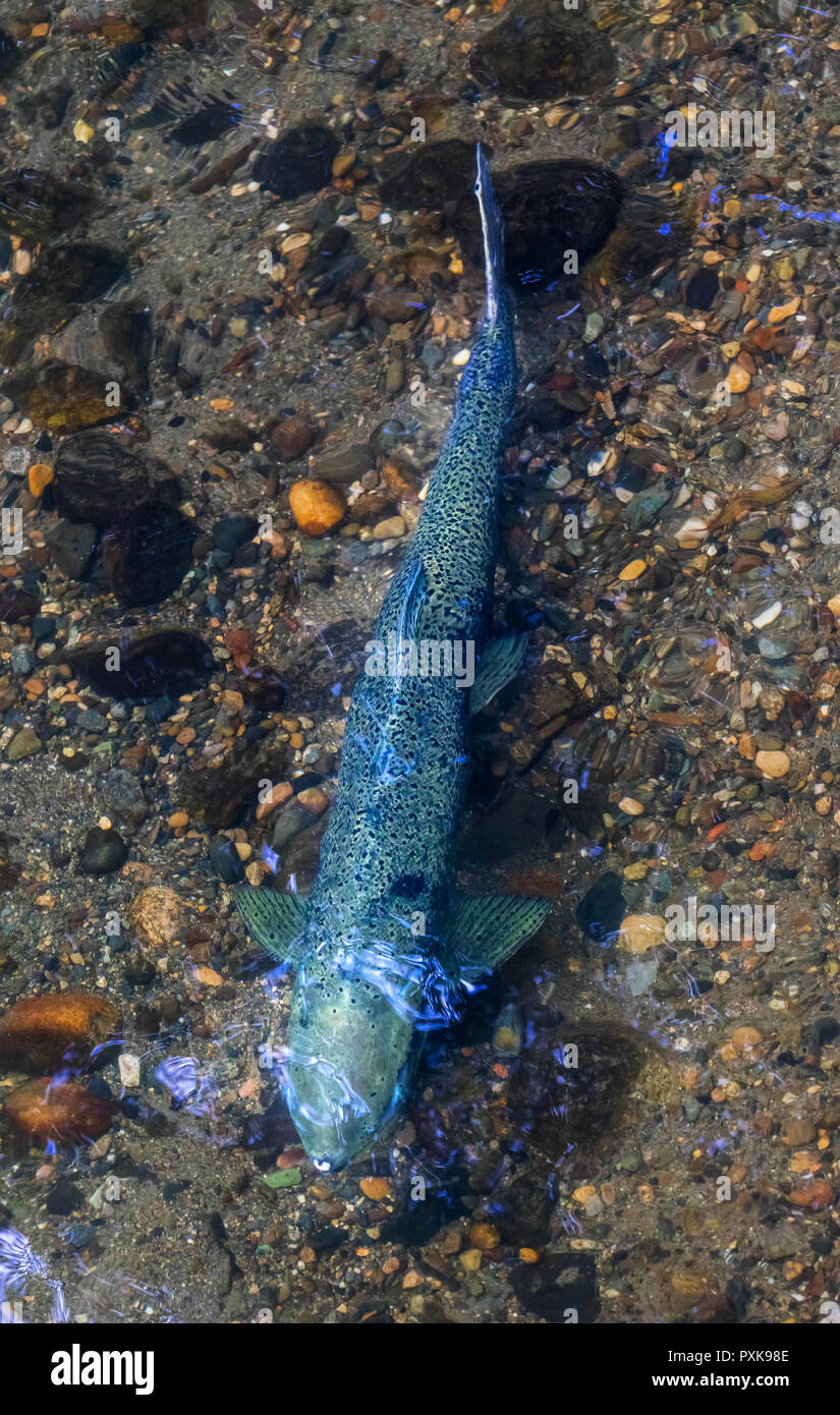 Salmon Swimiming Up Issaquah Creek to Salmon Hatchery Issaquah Washington Stock Photo