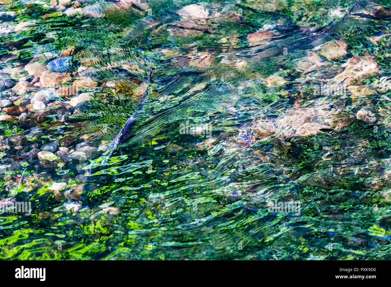 Salmon Swimiming Up Issaquah Creek to Salmon Hatchery Issaquah Washington Stock Photo