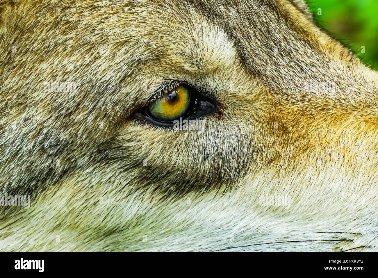 Yellow wolf eyes hi-res stock photography and images - Alamy