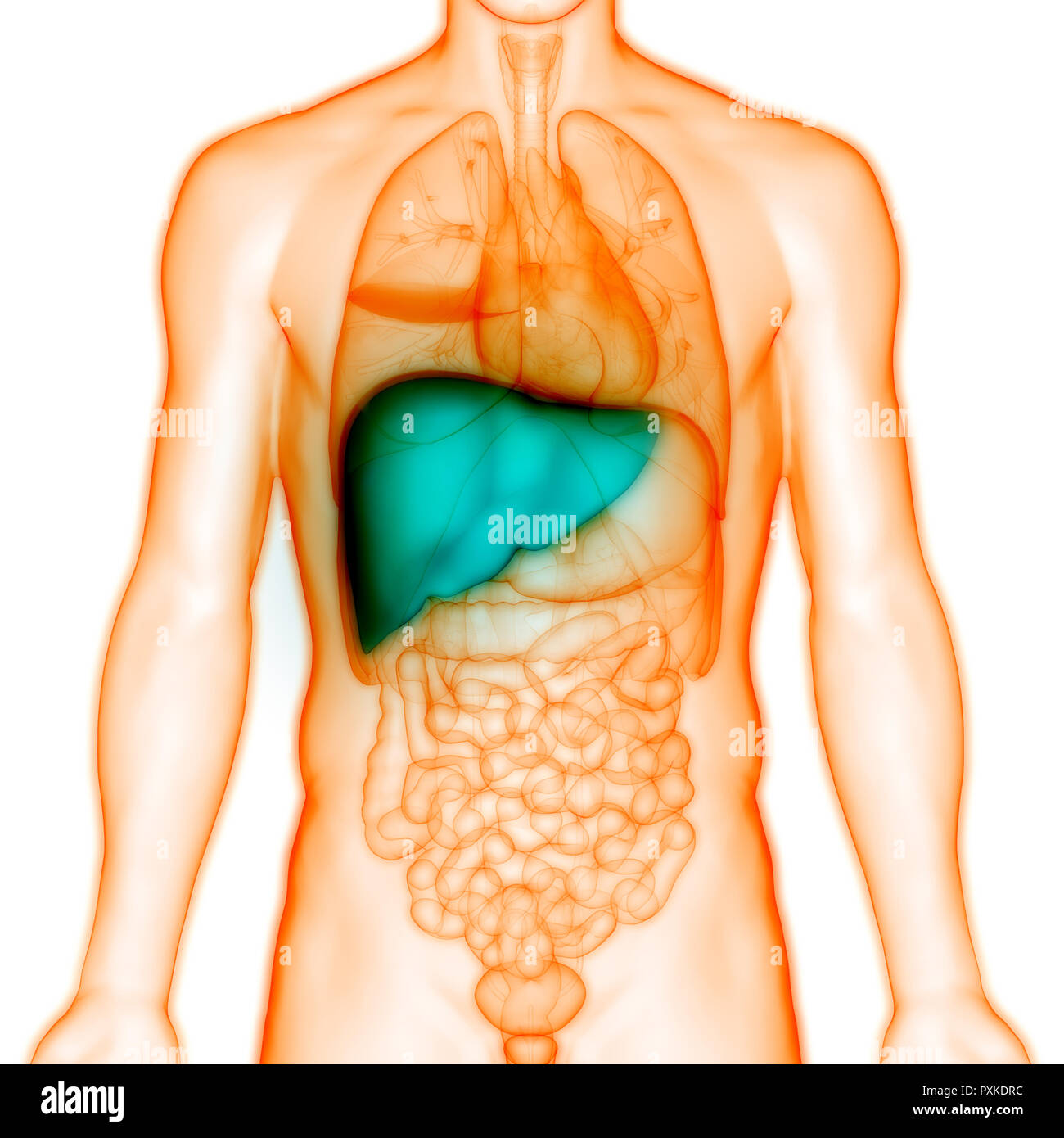 Human Liver Anatomy Stock Photo - Alamy
