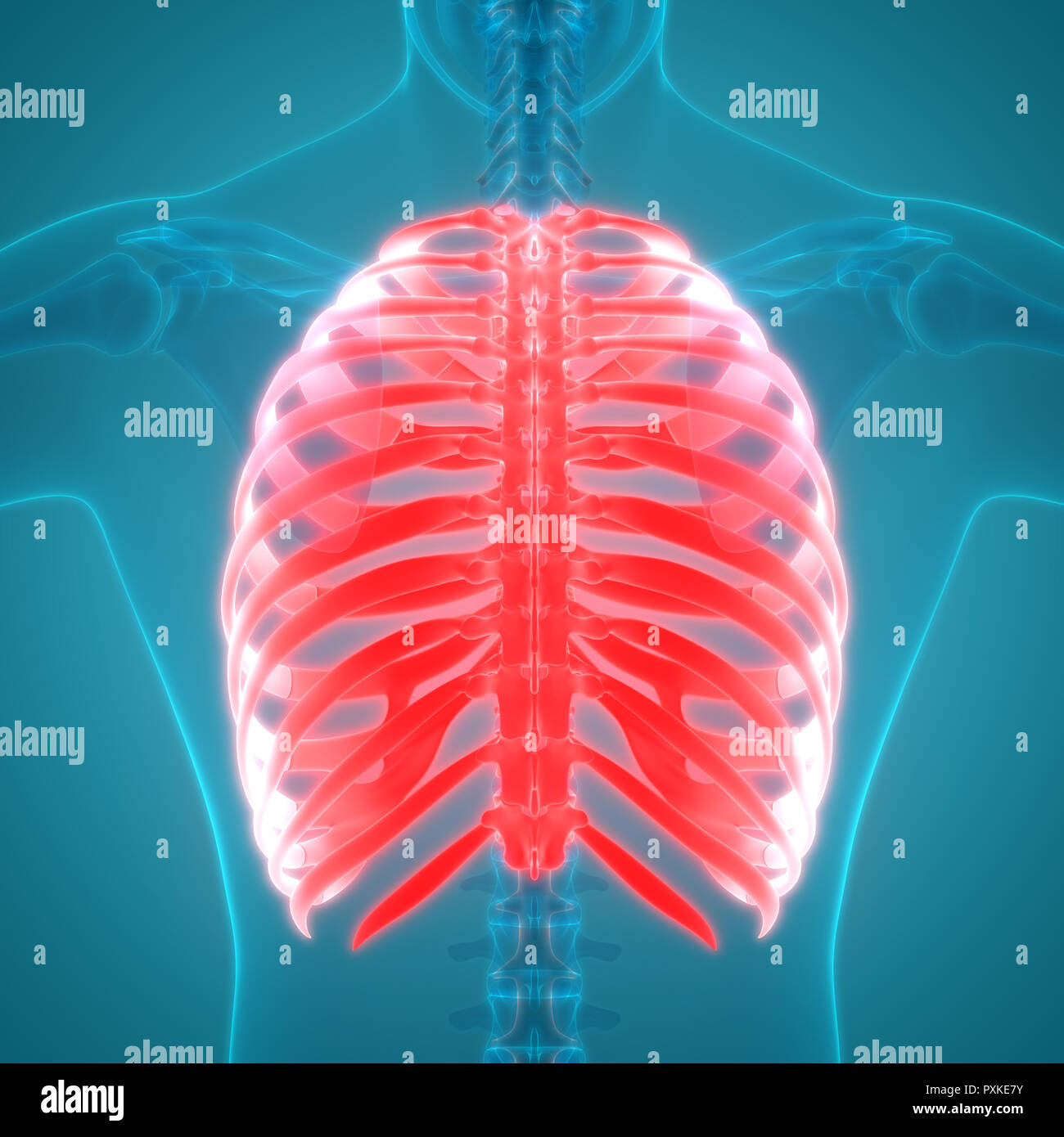 Human Skeleton System Anatomy Stock Photo - Alamy