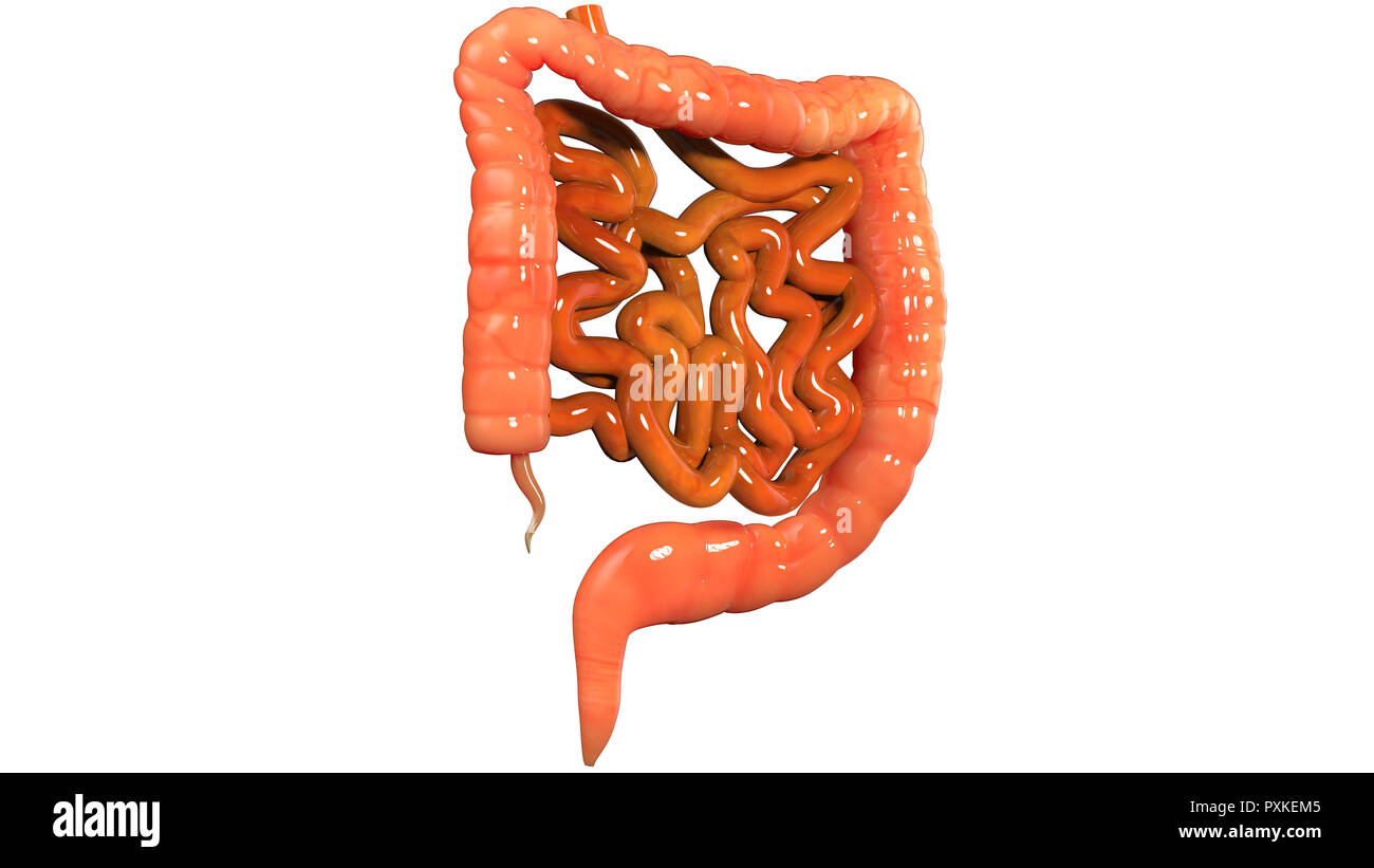 Human Digestive System Large and Small Intestine Anatomy Stock Photo ...