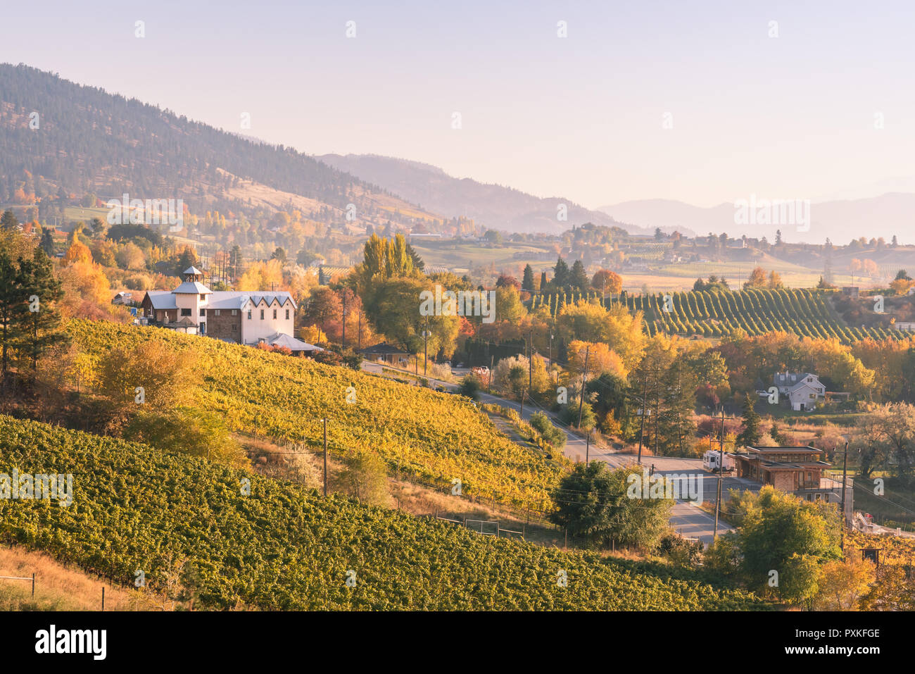 View of vineyards and wineries on the Naramata Bench at sunset in autumn Stock Photo