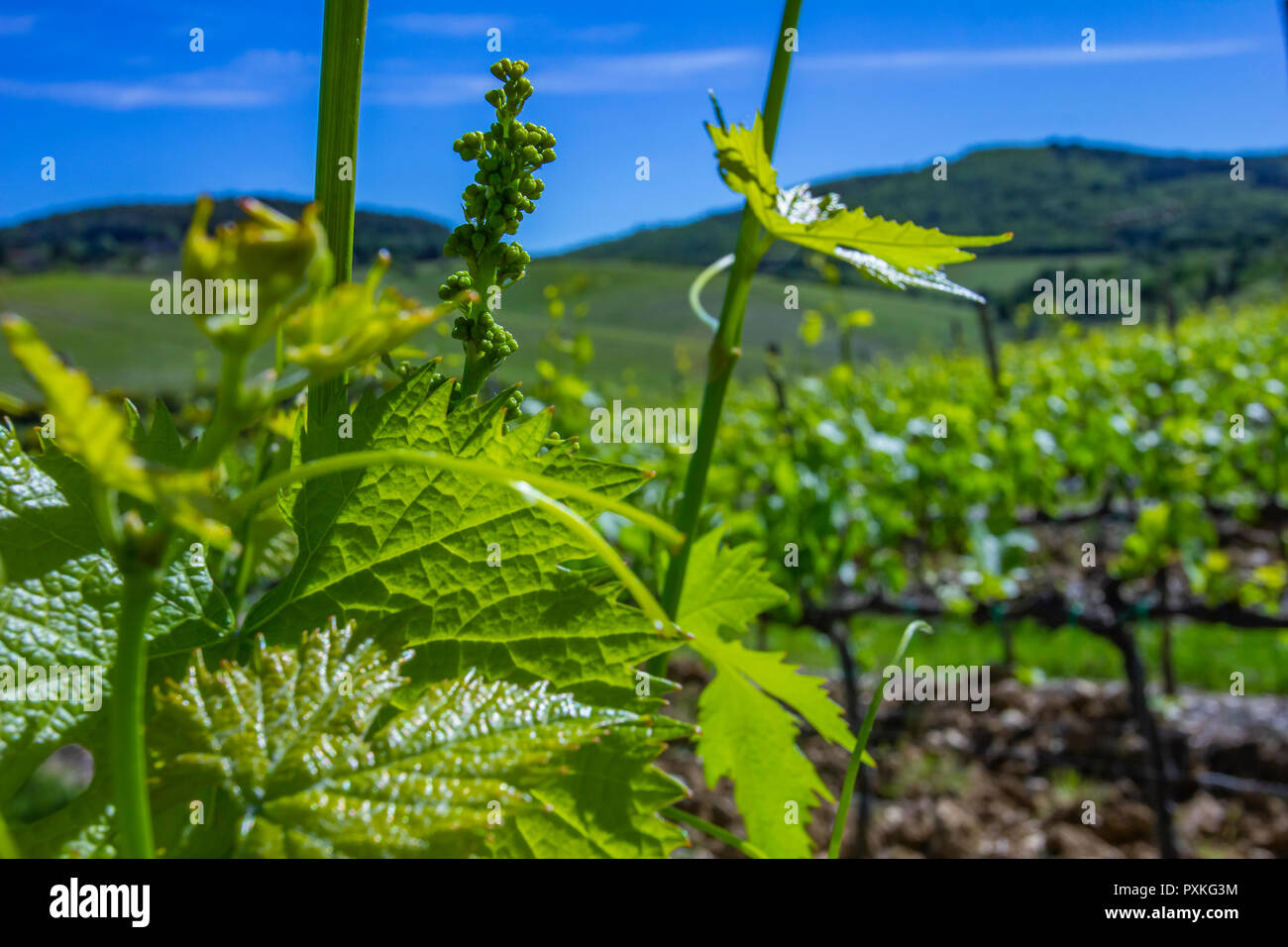 Young leaves of grapes in sunlight at sunset. Young inflorescence of grapes on the vine close-up. Stock Photo
