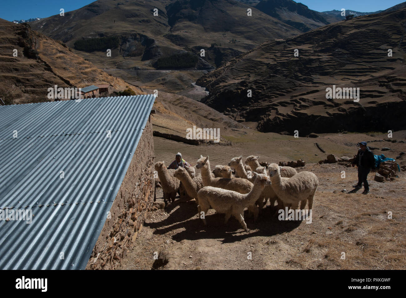A municipal project of the town of Calca aimed at improving the breeding of alpacas for improved profitability of wool Stock Photo