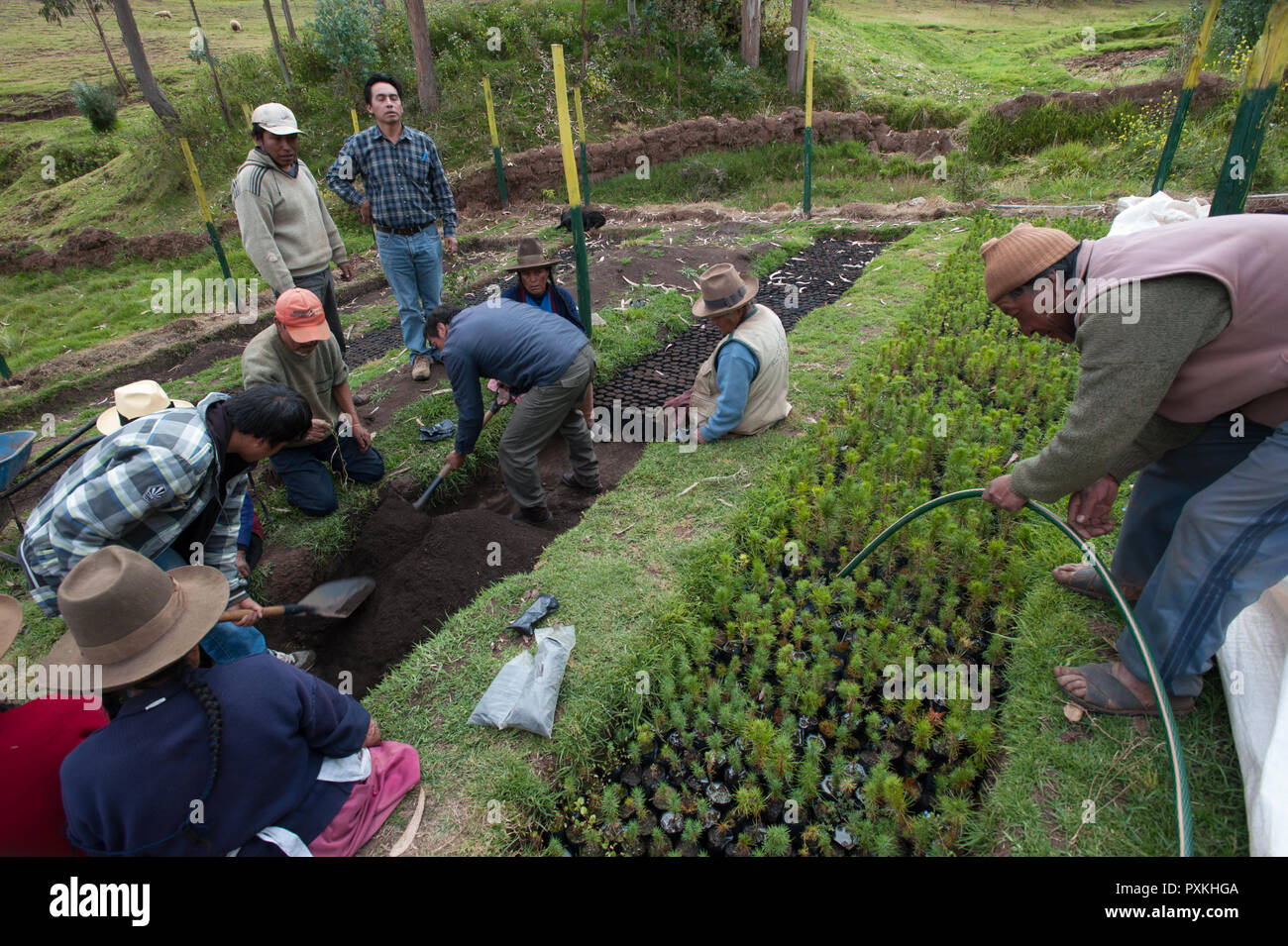 The Maras  project works to rehabilitates ancestral agroforestry systems in the area and the 'comunidades' s involved devote one day a week to work in Stock Photo