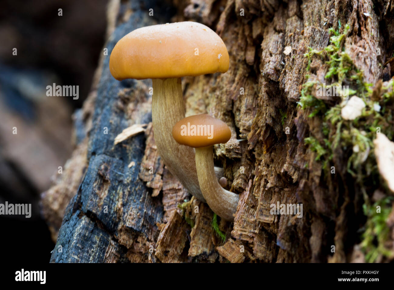 Toadstools sprouting from dead wood. Close up of mushroom fungus. Little mushrooms growing in the forest. Stock Photo