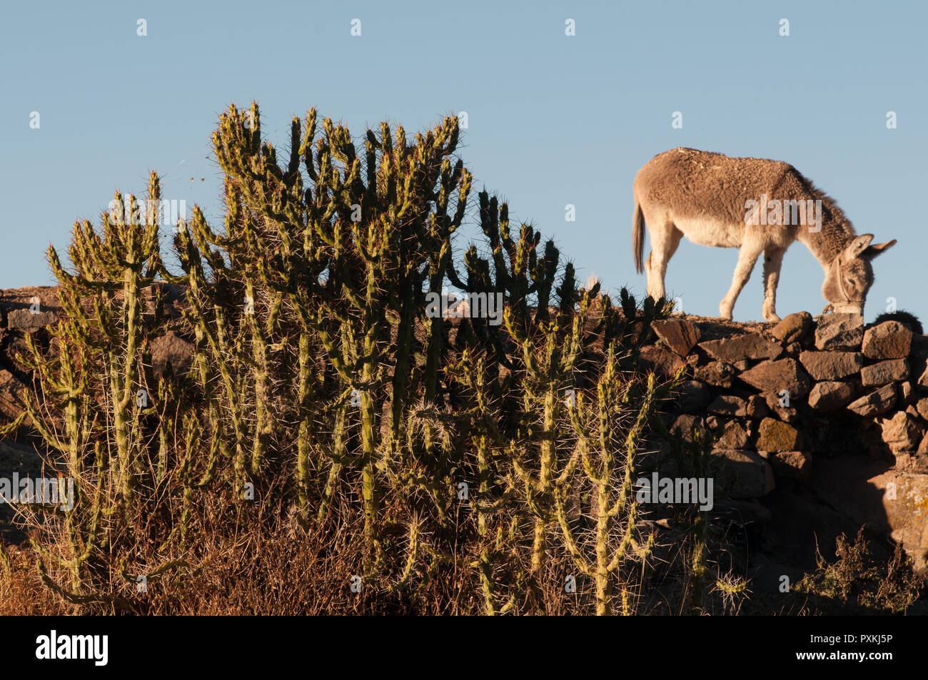 cactis and donkey at Pomata Stock Photo