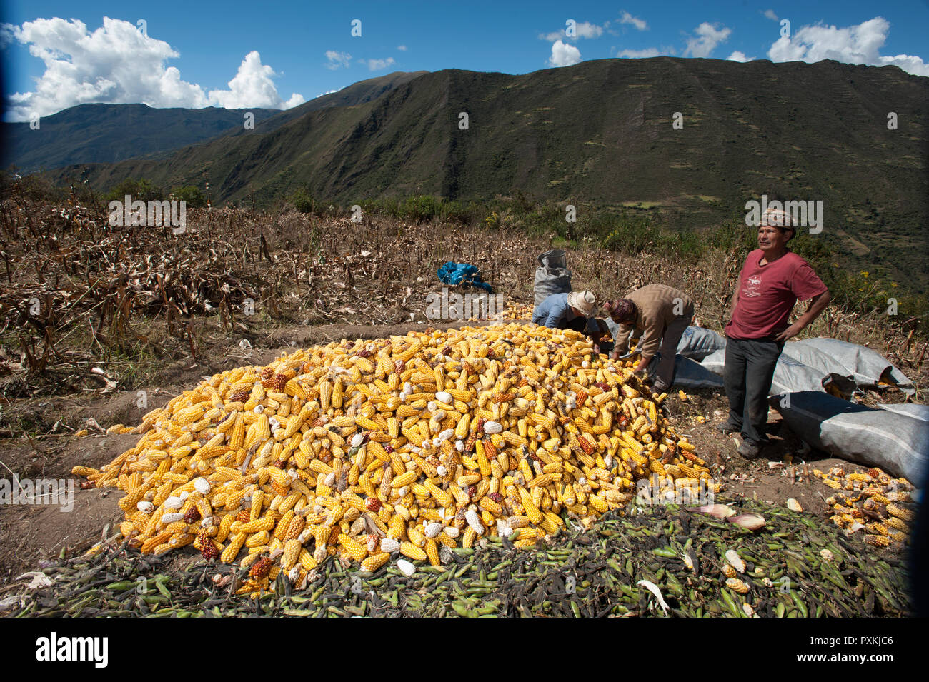 Harvest day of the corn for the Benavides family Stock Photo Alamy