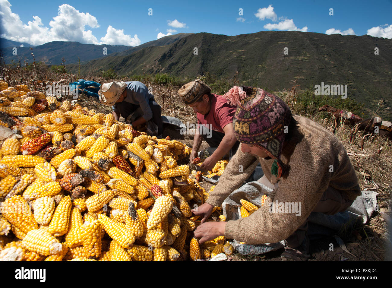 Harvest day of the corn for the Benavides family Stock Photo Alamy