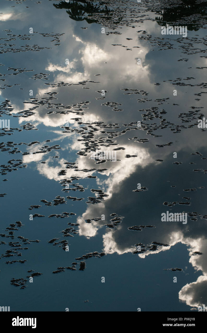 Reflections on the water of a pond in the Amazon rainforest near