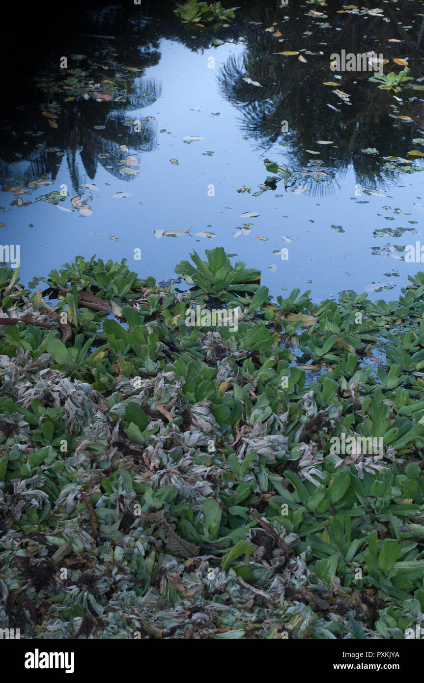 Amazon rainforest peru hires stock photography and images Alamy