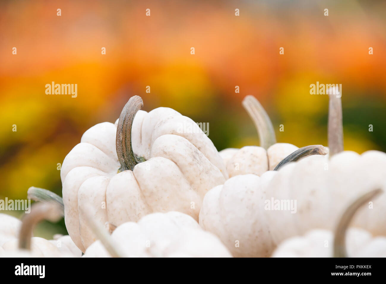 Closeup of white mini pumpkins against autumn colors. Copy space. Stock Photo