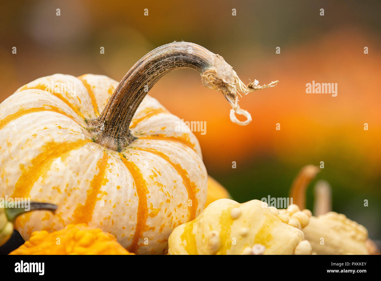 Closeup of Mini Tiger Striped pumpkin against autumn colors. Gourds in the foreground. Copy space. Stock Photo