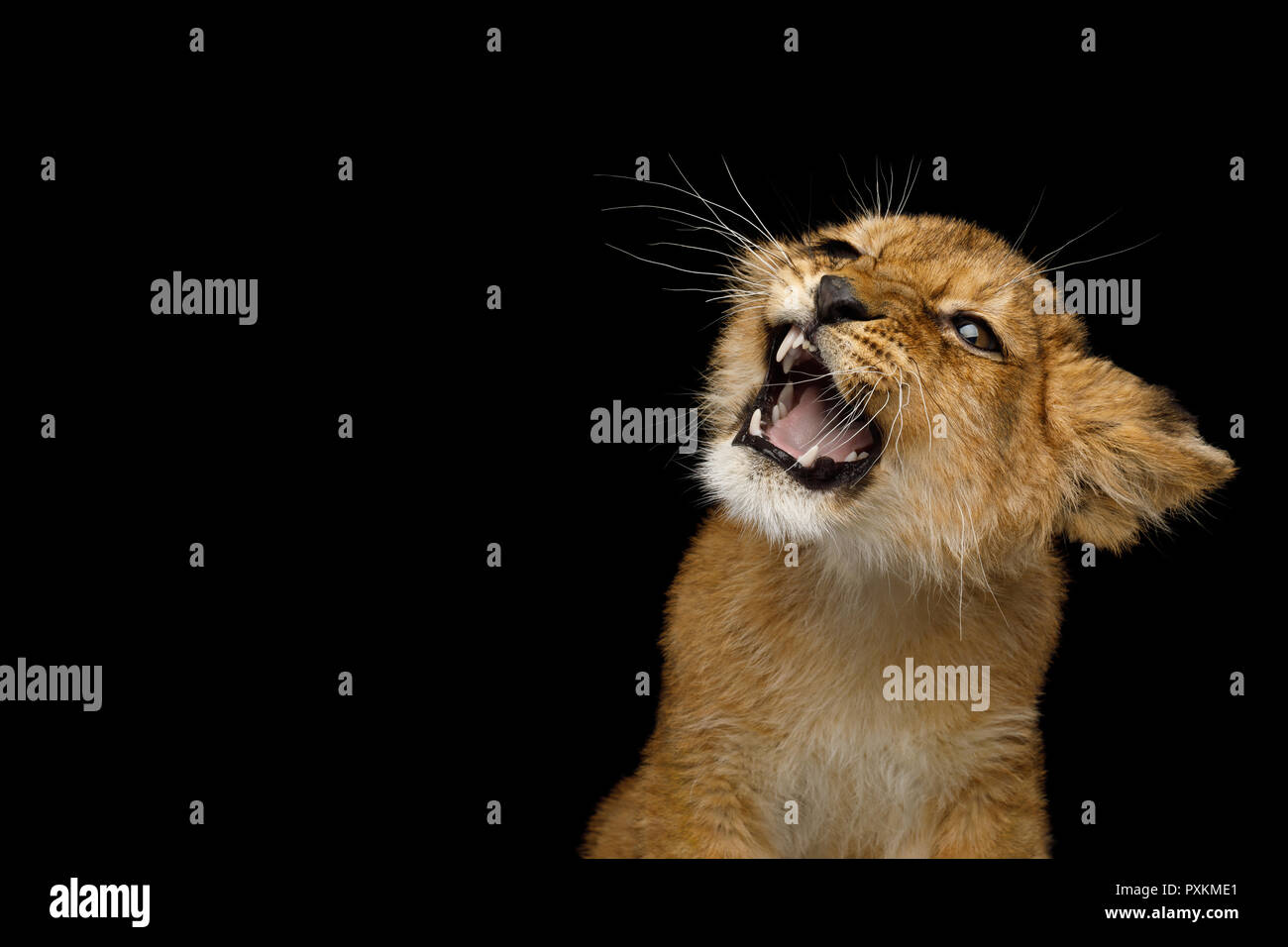 Portrait of Lion Cub With grin face hissing Isolated on Black Background Stock Photo