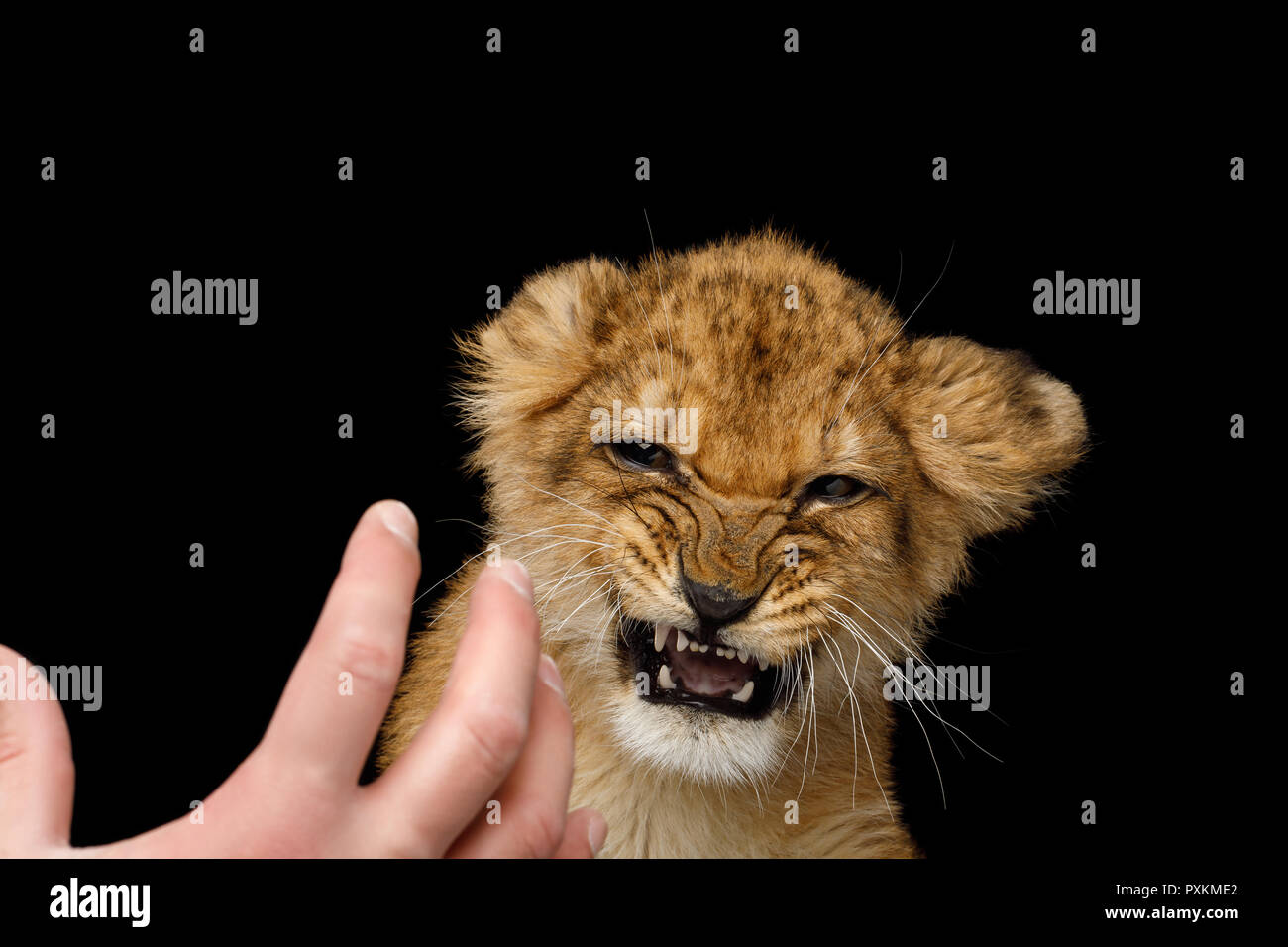 Portrait of Frightened Lion Cub With grin face hissing at human hand Isolated on Black Background Stock Photo