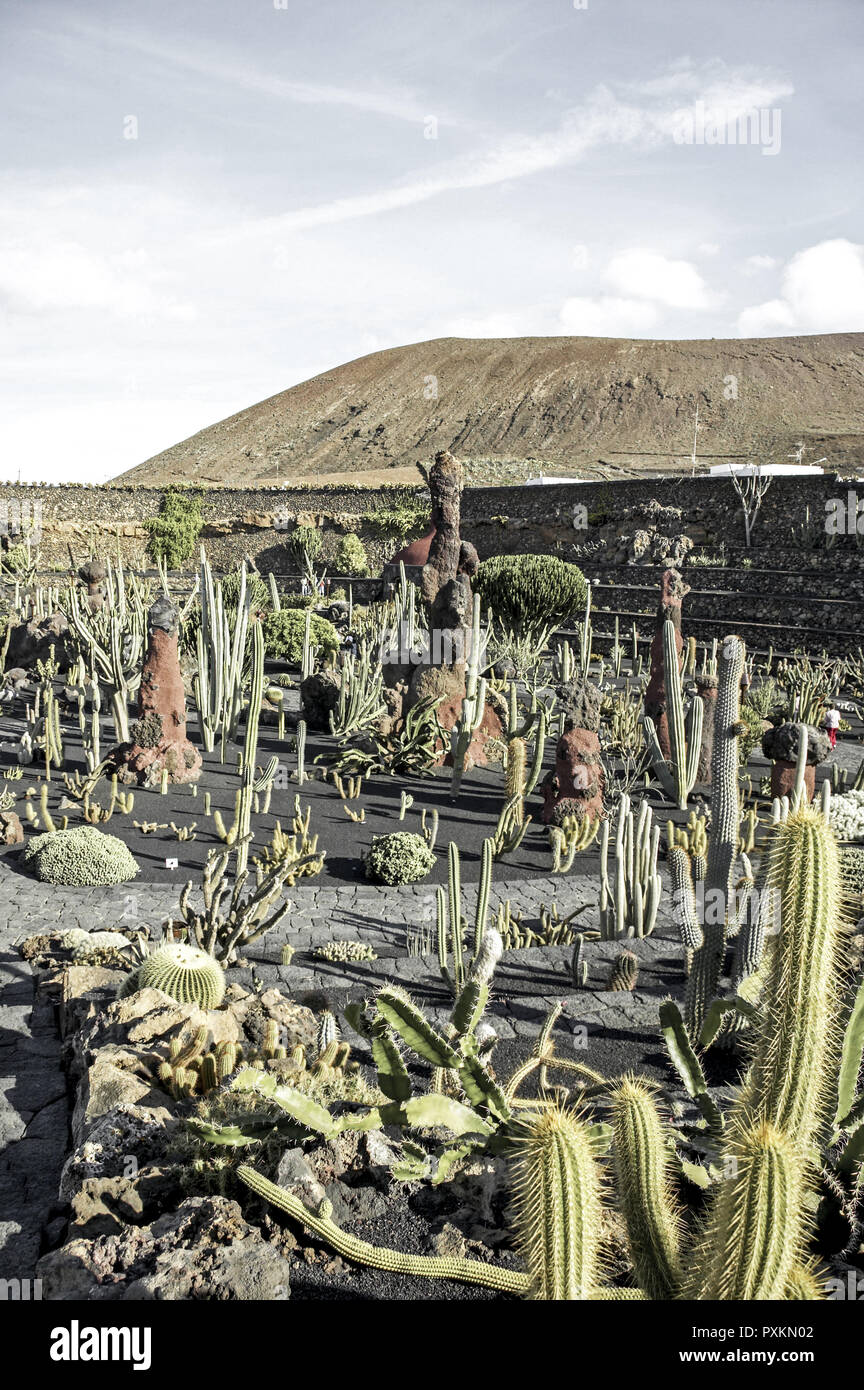 Guatiza Kaktusgarten Jardin De Cactus Jardin de cactus Kateenfeld Anbau  Beet Pflanzen Natur Kaktus Kakteen, Csar Manrique Sehenswuerdigkeit  Lanzarote Stock Photo - Alamy