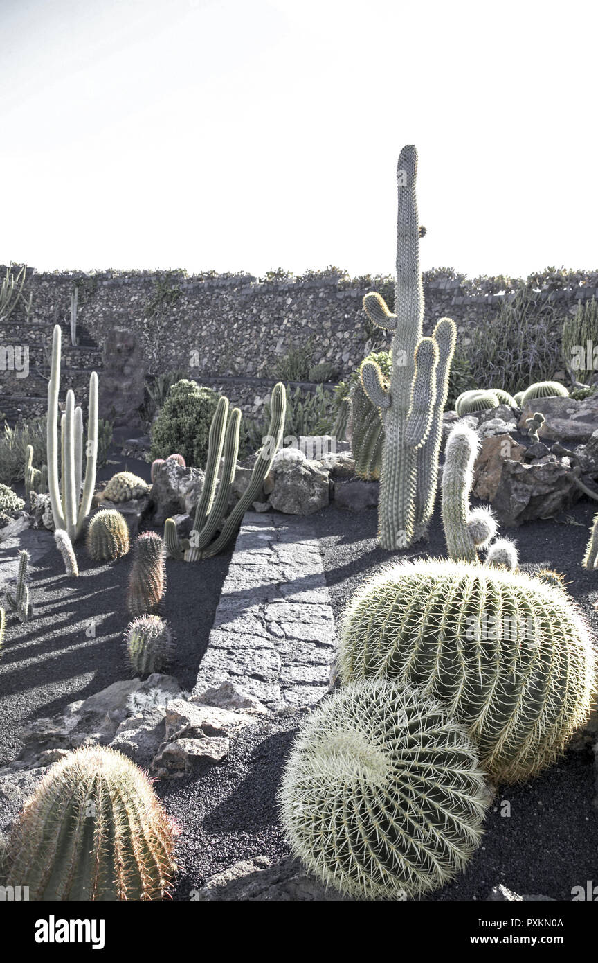 Guatiza Kaktusgarten Jardin De Cactus Jardin de cactus Kateenfeld Anbau  Beet Pflanzen Natur Kaktus Kakteen, Csar Manrique Sehenswuerdigkeit  Lanzarote Stock Photo - Alamy