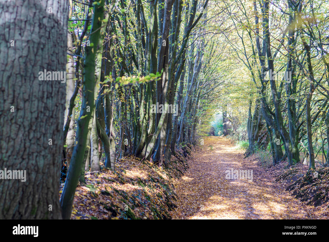 Tree avenue in autumn Stock Photo