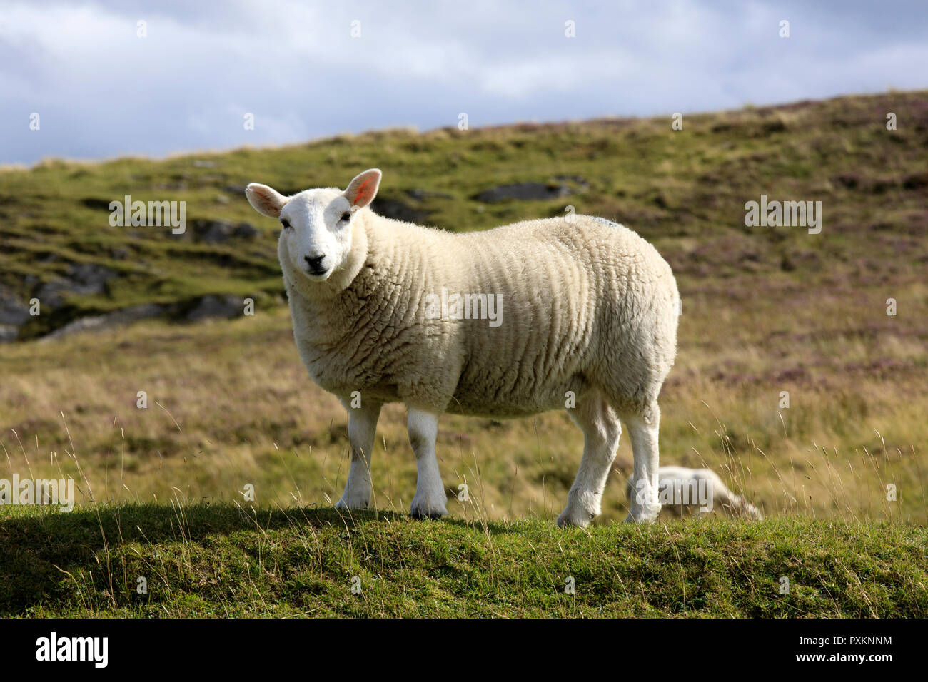 A sheep, Scotland, Highlands, United Kingdom Stock Photo