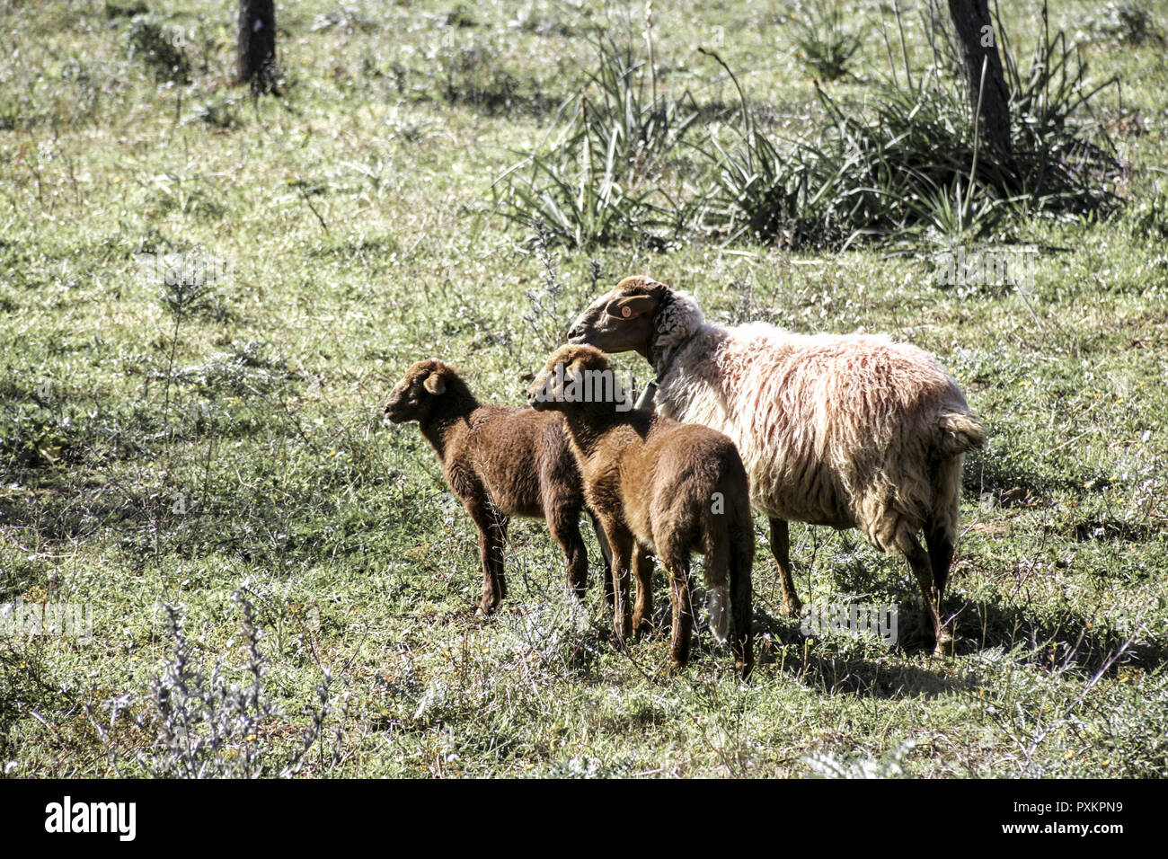 Spanien Mallorca Wiese Schafe Balearen Insel Mittelmeerinsel Feldlandschaft Weide Tiere Nutztiere Schafe Nahrungssuche fressen Tierhaltung artgerecht  Stock Photo