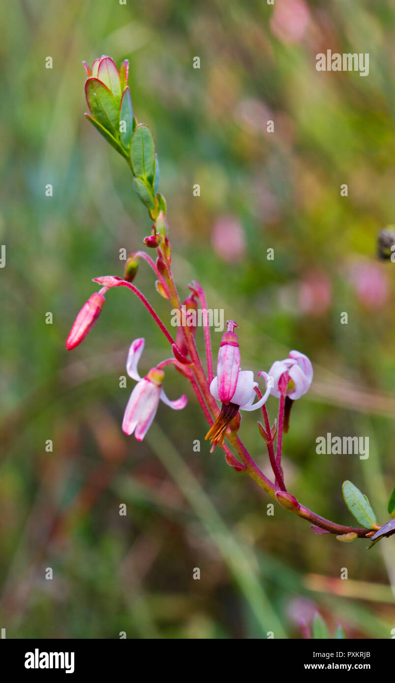 Close up of twig with flowers and leaves of Cranberry, Vaccinium macrocarpon Stock Photo