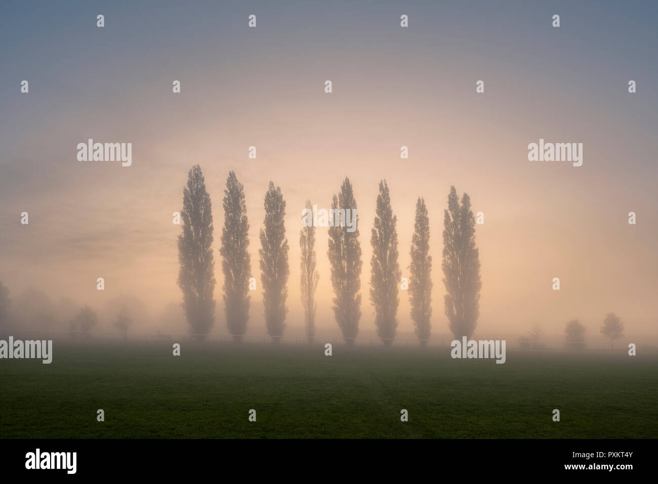 Autumn sunrise behind a row of Lombardy Poplar trees at the recreation ground in the North Somerset village of Wrington. These trees are a memorial to the 8 villagers killed in April 1973 when a flight from Bristol Airport to Basle crashed in the Swiss Alps. Stock Photo