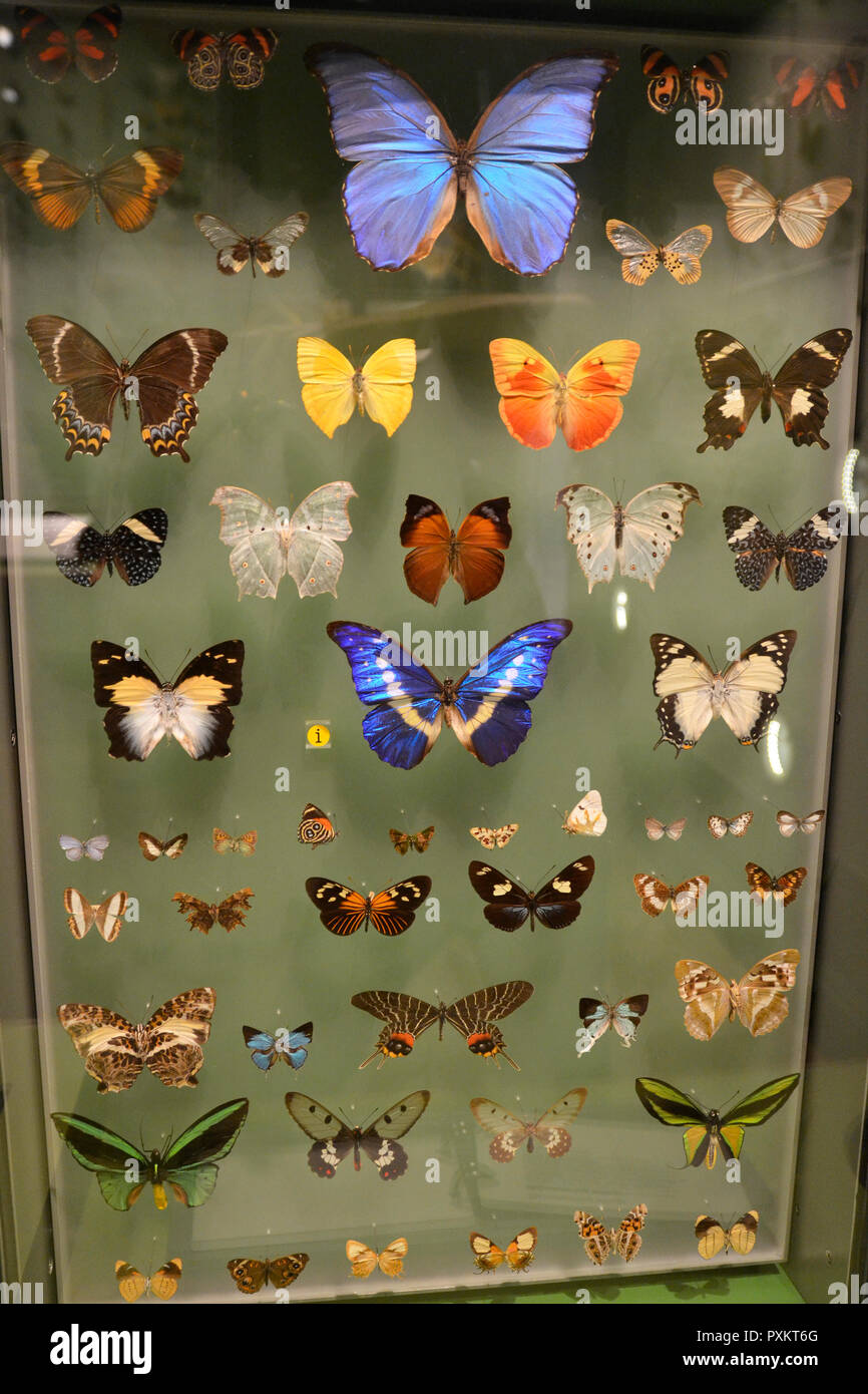 Butterflies display inside Exeter Museum, Exeter, UK Stock Photo