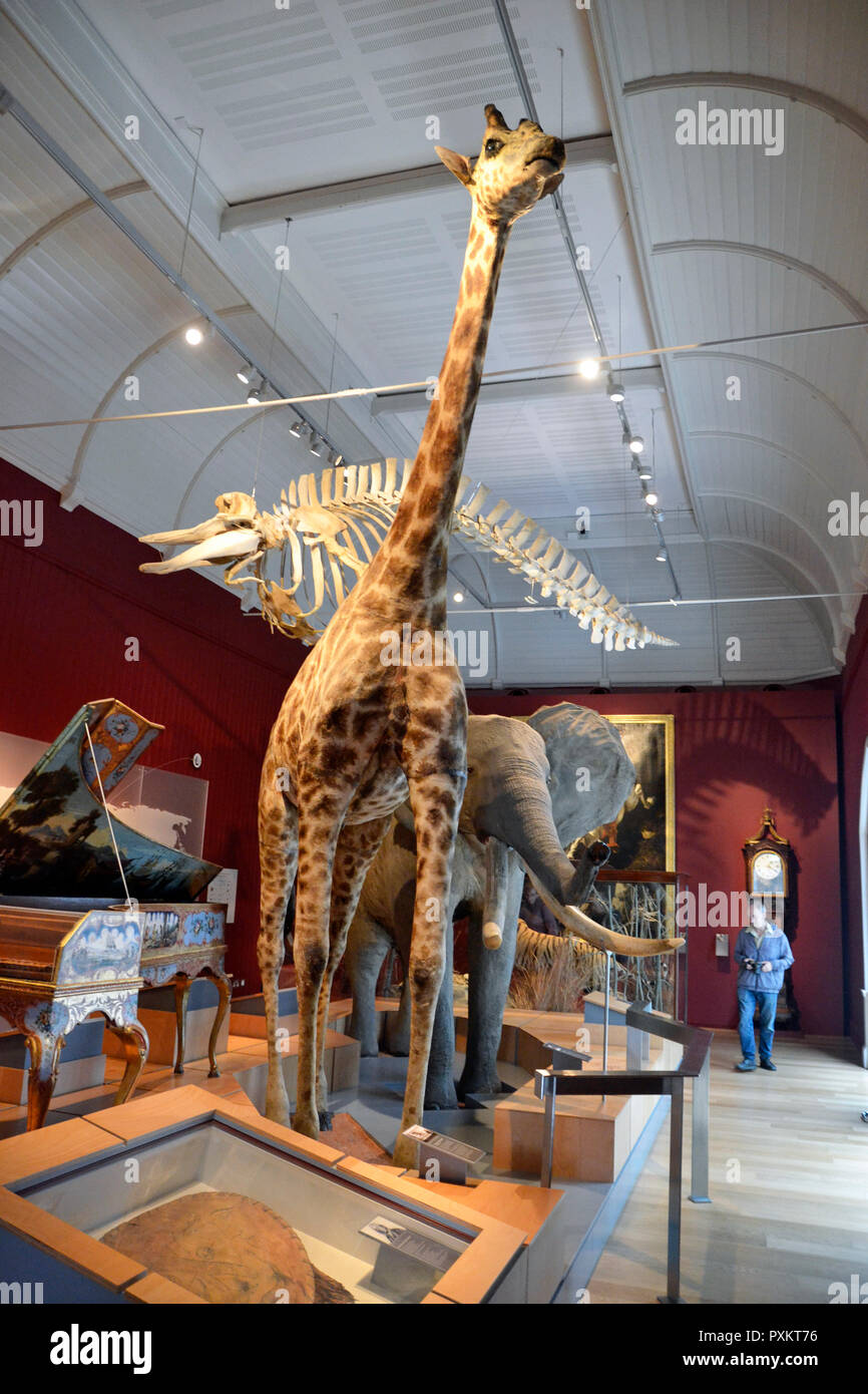 Natural History Galleries inside Exeter Museum, Exeter, UK Stock Photo