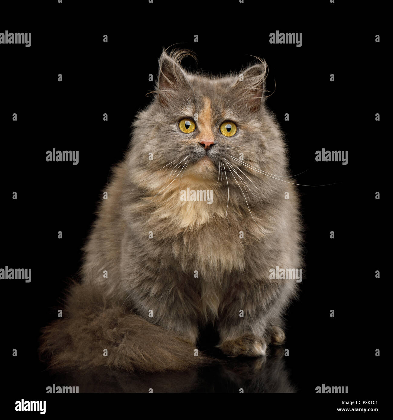 Munchkin Cat Stock Photos Munchkin Cat Stock Images Alamy