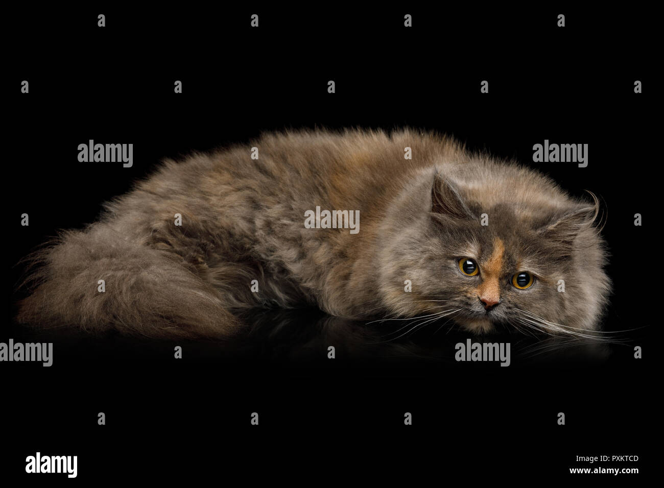 Short Munchkin Cat tortoise fur Lying on Isolated Black background Stock Photo