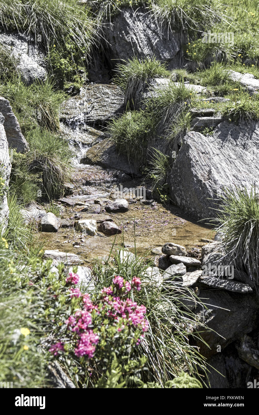 Bach, Wasser, Natur, rein, sauber, klar, frisch, Steine, fliessen, Blumen, Almrosen, Alpenrosen Stock Photo